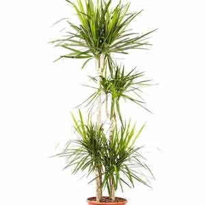 Dragon Ağacı (Dracaena Marginata)