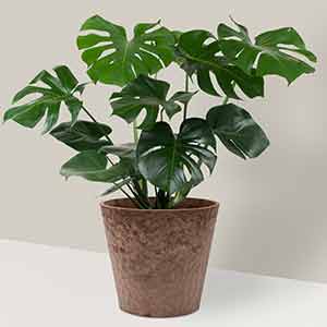 Deve Tabanı (Monstera)