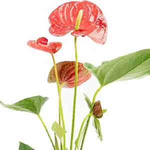Flamingo Çiçeği (Anthurium)