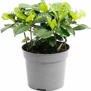 Gardenya Çiçeği Bakımı Ve Püf Noktaları