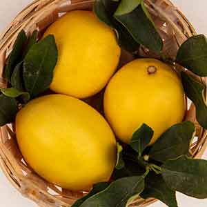 İç Mekanda Limon Yetiştirme, Limon Bakımı, Evde Limon Yetiştirme, Limon Ağacı Sulama, Limon Güneş Işığı, Kapalı Alanda Bitki Yetiştirme, Saksıda Limon Yetiştirme