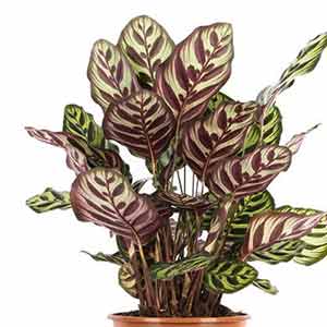 Dua Çiçeği (Calathea)