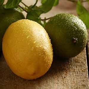 Limon Ağacı Bakımı, Limon Yetiştirme Rehberi, Limon Ağacı Toprak Karışımı, Gün Işığı ve Limon, Limon Ağacı Gübreleme, Çinko ve Borun Önemi