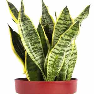 Paşa Kılıcı (Sansevieria)