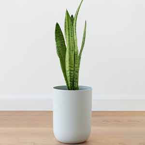 Paşa Kılıcı - Sansevieria