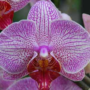 Phalaenopsis Orkide Çiçeği