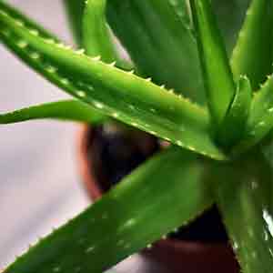 Susuzluğa Dayanıklı Bitkiler Aloe Vera
