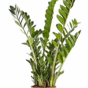 Zamia Bitkisi (ZZ Bitkisi)