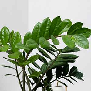Zamia - Zeze Çiçeği Bitkisi Bakımı Nasıl Yapılır?