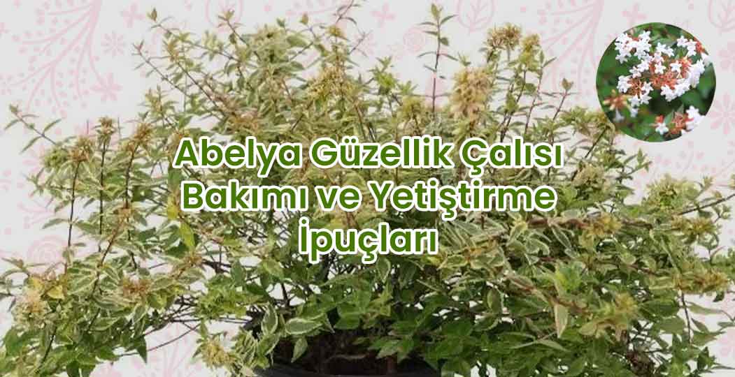 Abelya (Güzellik Çalısı) Bakımı ve Yetiştirme İpuçları