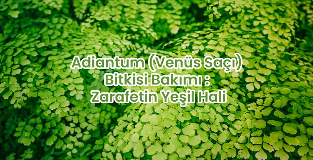 Adiantum (Venüs Saçı) Bitkisi Bakımı : Zarafetin Yeşil Hali