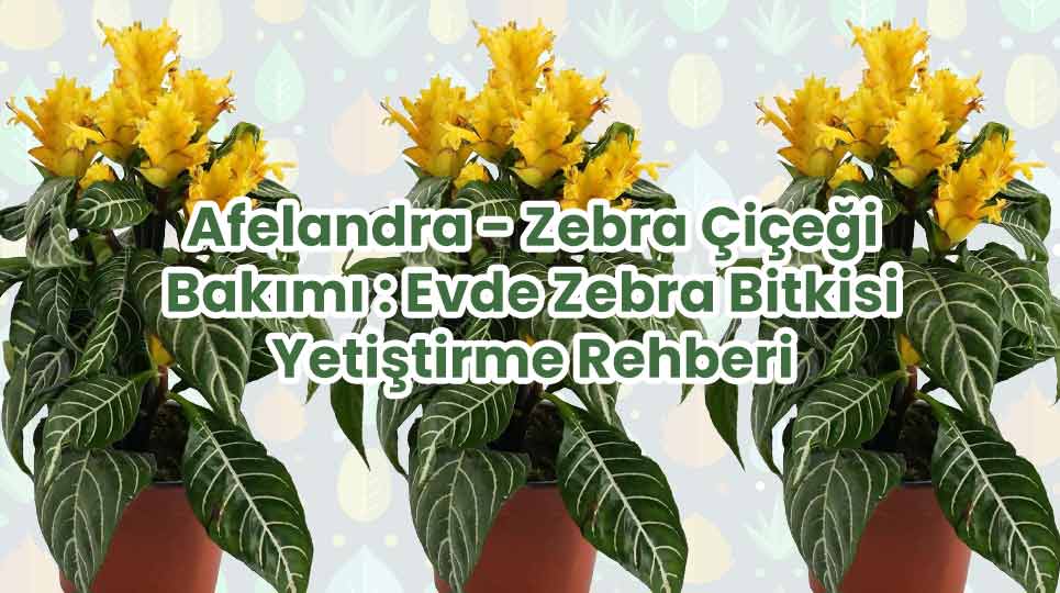Afelandra - Zebra Çiçeği Bakımı : Evde Zebra Bitkisi Yetiştirme Rehberi