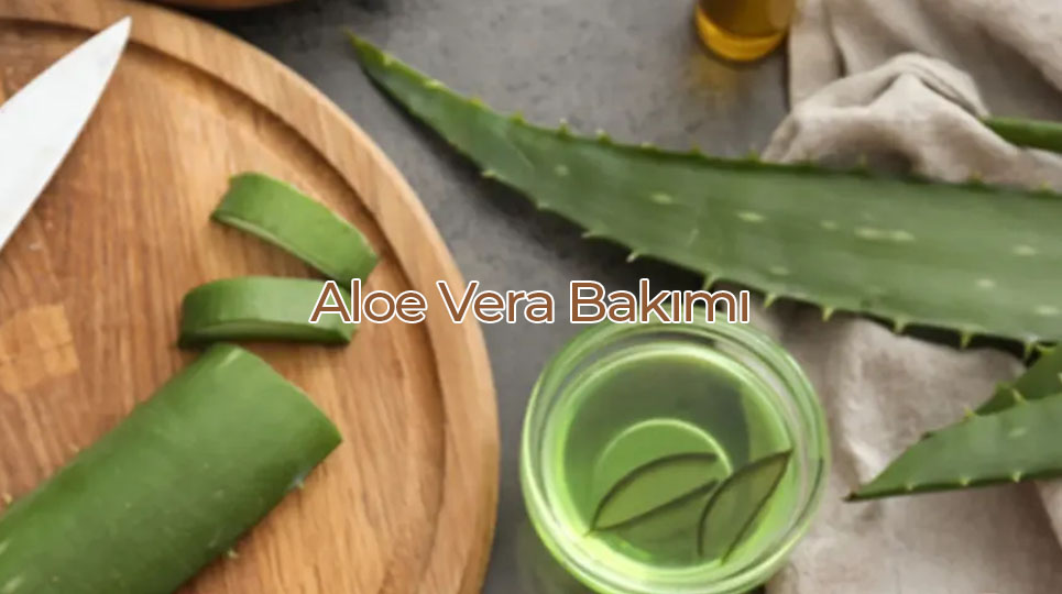 Aloe Vera Özellikleri, Tarihçesi ve Bakımı