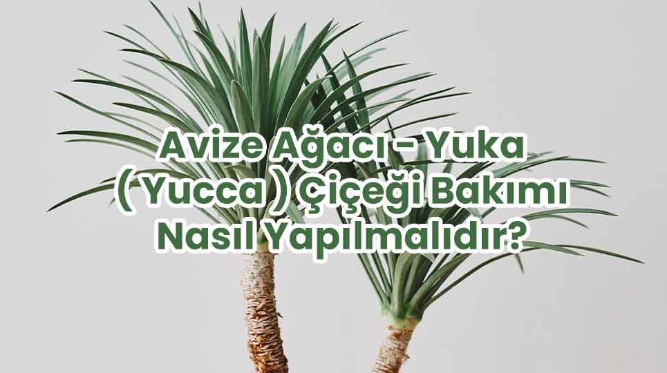 Avize Ağacı - Yuka ( Yucca )  Çiçeği Bakımı Nasıl Yapılmalıdır