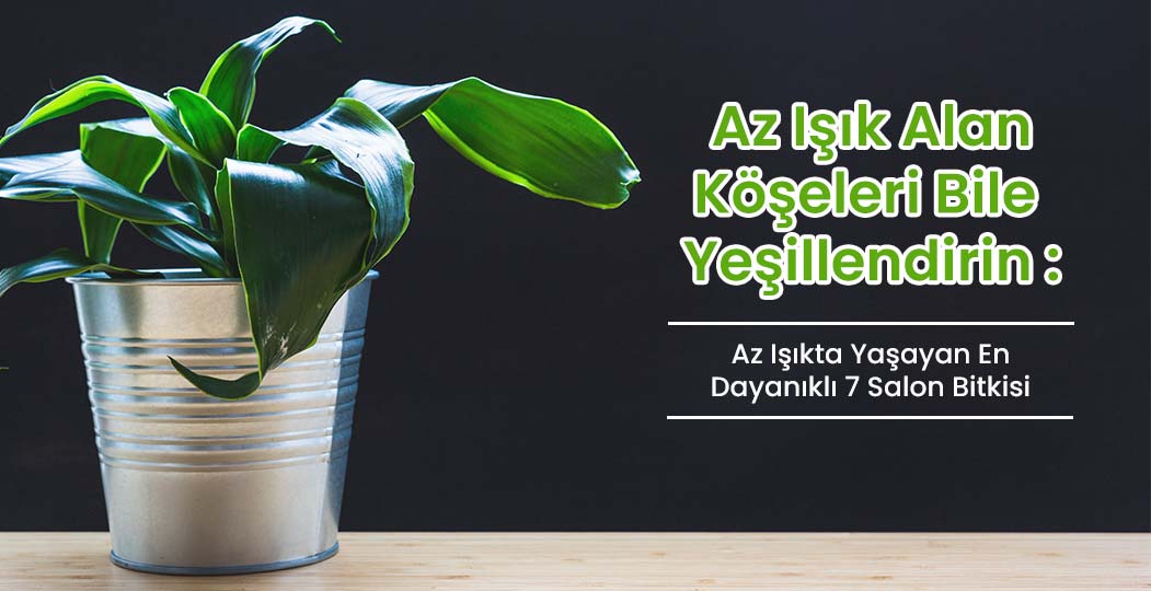 Az Işık Alan Köşeleri Bile Yeşillendirin: Az Işıkta Yaşayan En Dayanıklı 7 Salon Bitkisi!
