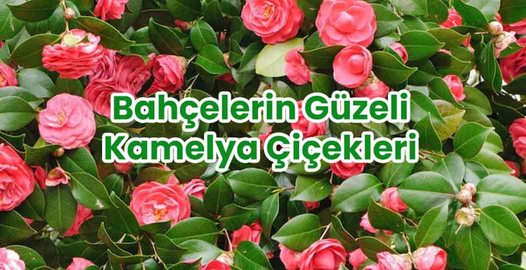 Bahçelerin Güzeli Kamelya Çiçekleri
