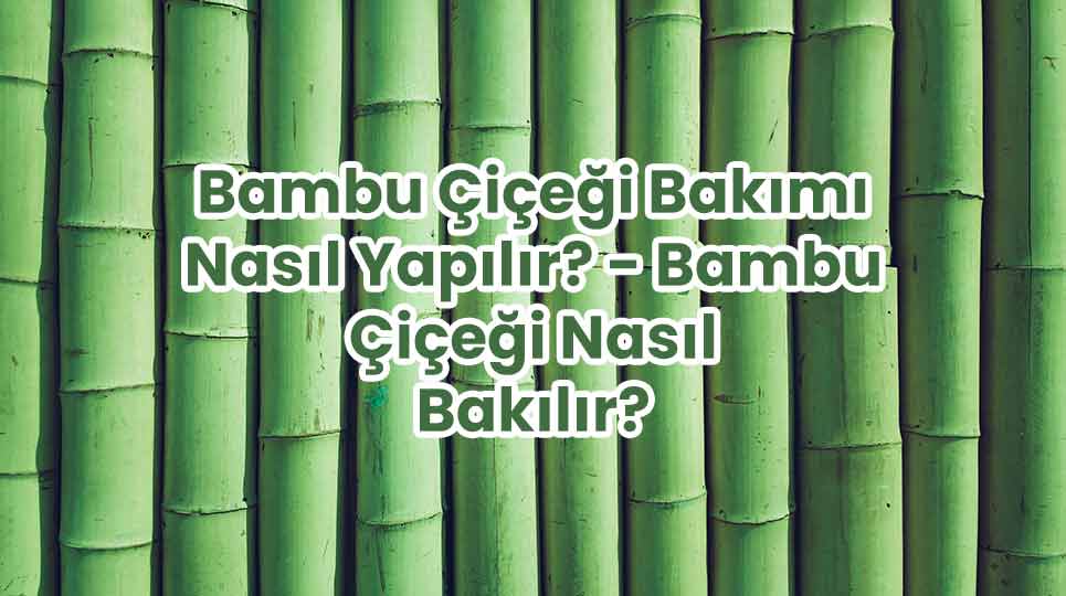Bambu Çiçeği Bakımı Nasıl Yapılır? - Bambu Çiçeği Nasıl Bakılır?