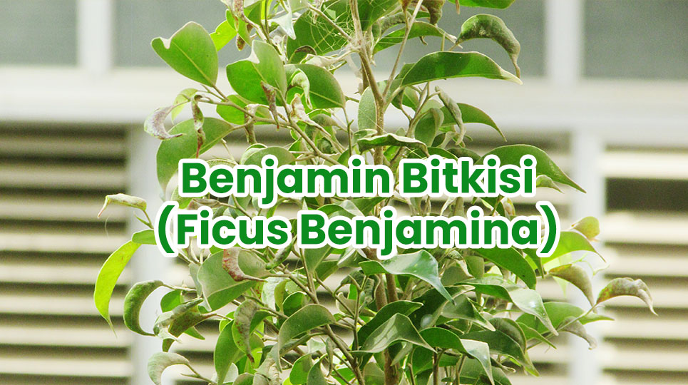 Benjamin Bitkisi ( Ficus Benjamina )