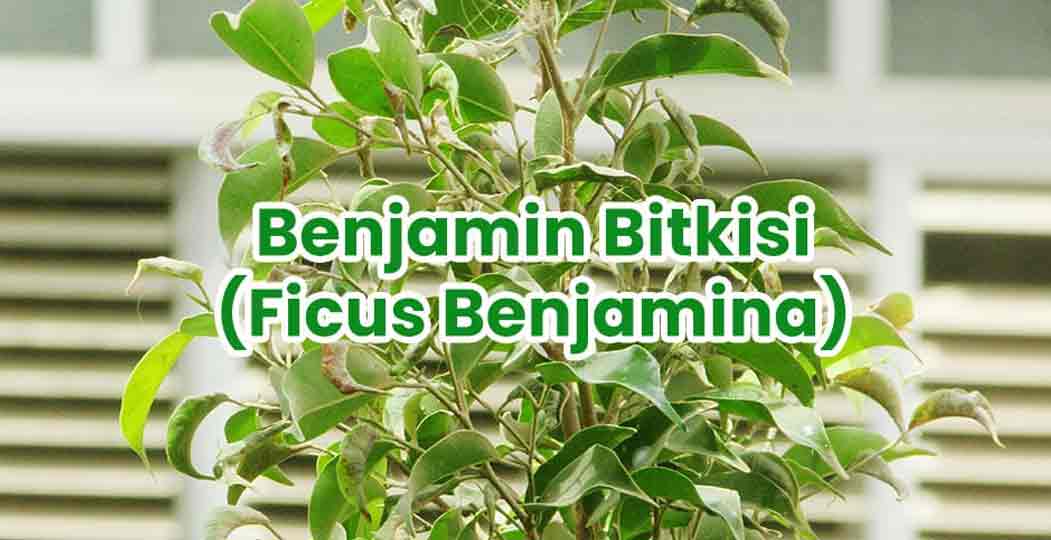 Benjamin Bitkisi ( Ficus Benjamina )
