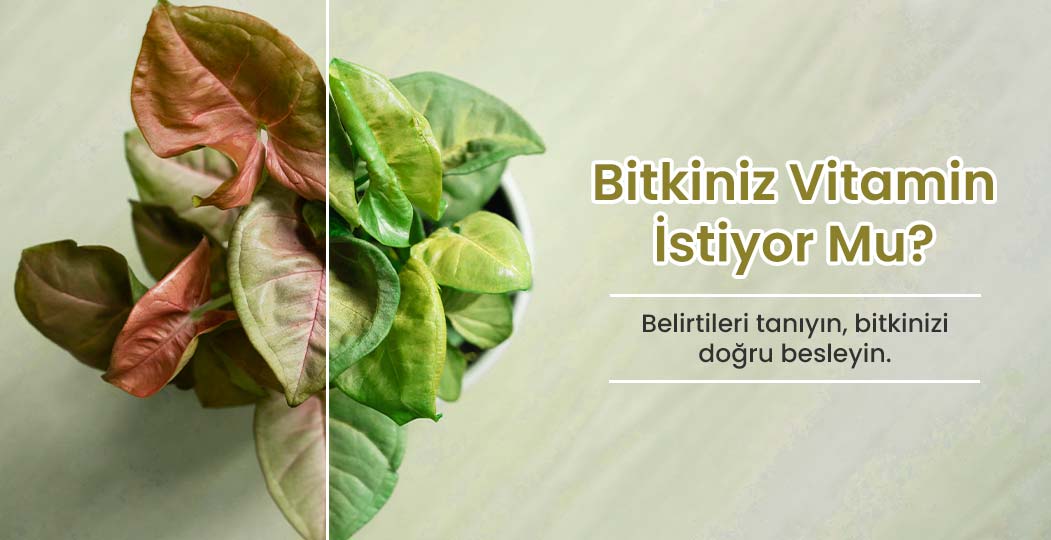Bitkiniz Vitamin İstiyor: Ev Bitkileri İçin Besin Desteği Rehberi