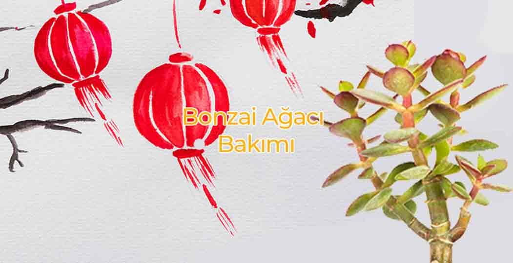 Bonsai Ağacı Bakımı Nasıl Yapılır?