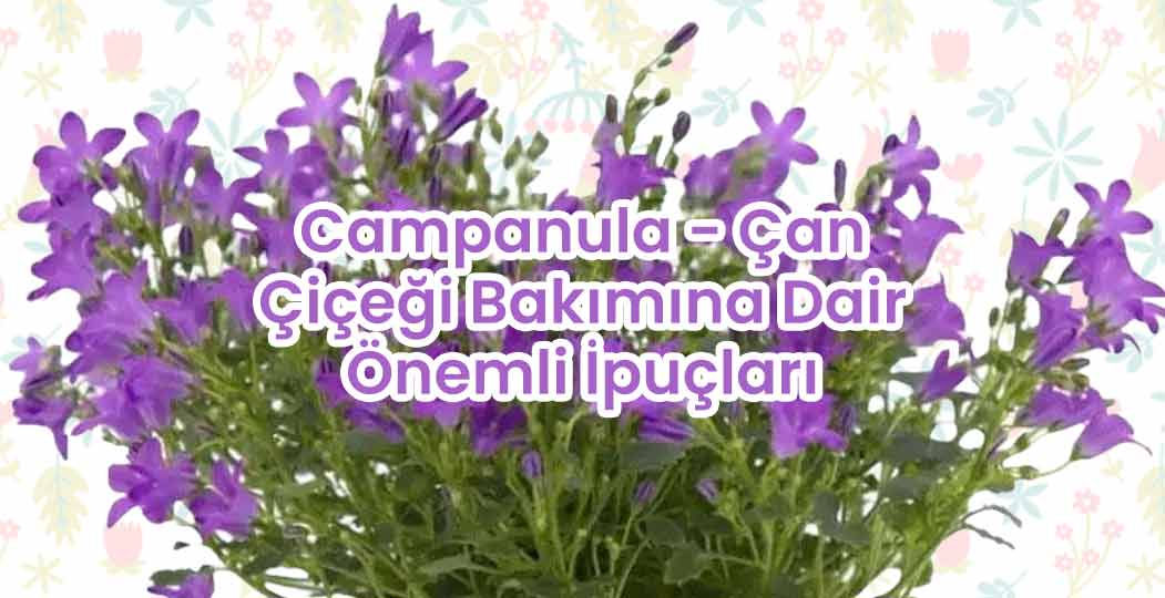 Campaluna Bakımı, Çan Çiçeği Bakımı, Çan Çiçeği Sulama, Campanula Çiçeği Özellikleri, Çan Çiçeği Işık İhtiyacı