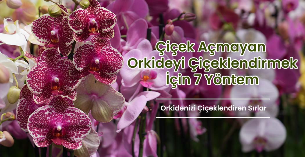 Çiçek Açmayan Orkideyi Çiçeklendirmek İçin 7 Yöntem
