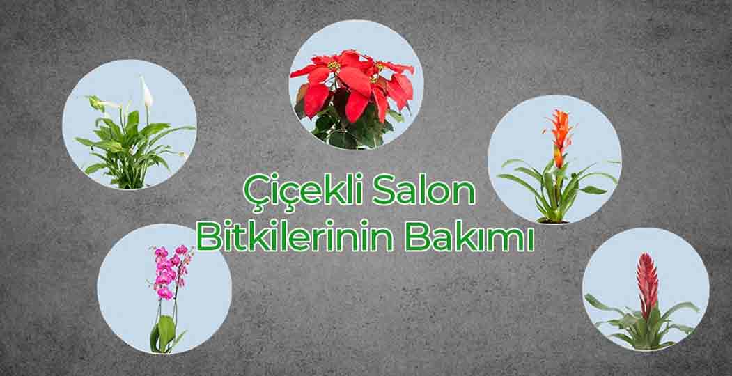 Çiçekli Salon Bitkileri