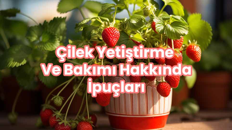 Çilek Yetiştirme Ve Bakımı Hakkında İpuçları