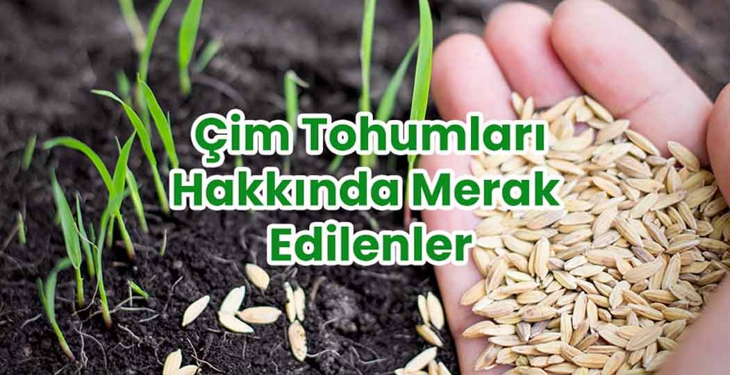 Çim Tohumları Hakkında Merak Edilenler