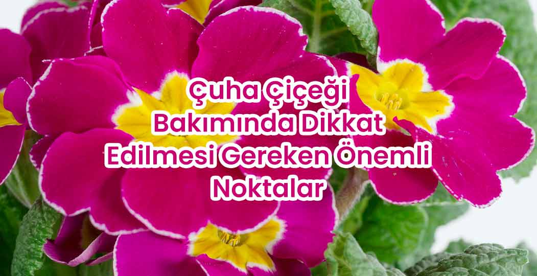 Çuha Çiçeği Bakımında Dikkat Edilmesi Gereken Önemli Noktalar