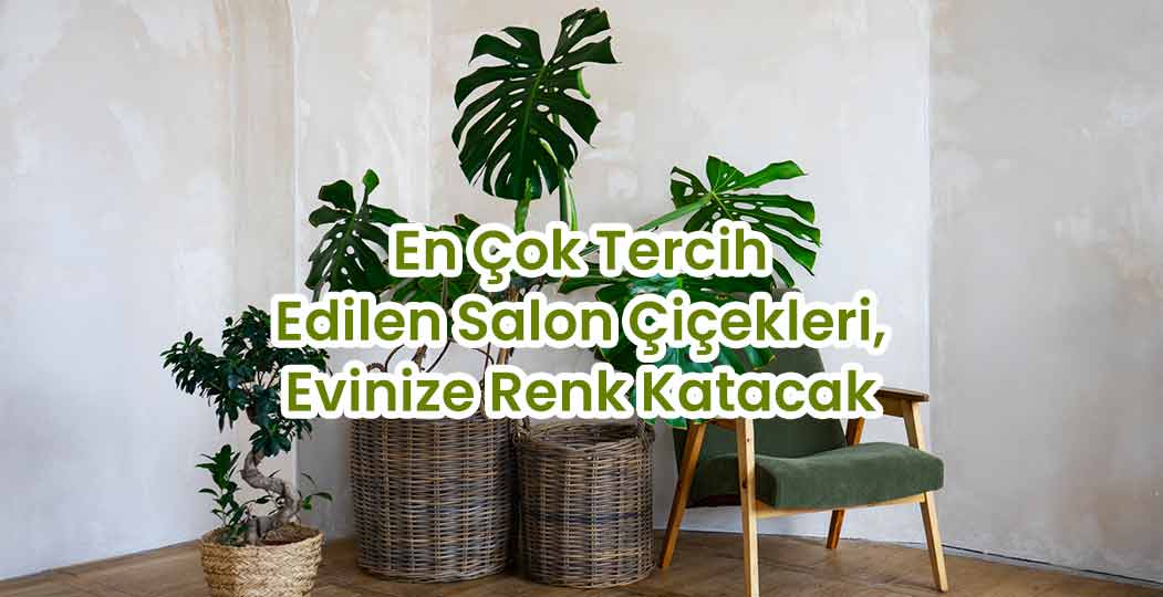 En Çok Tercih Edilen Salon Çiçekleri:Monstera, Benjamin, Salon Sarmaşığı, Yuka
