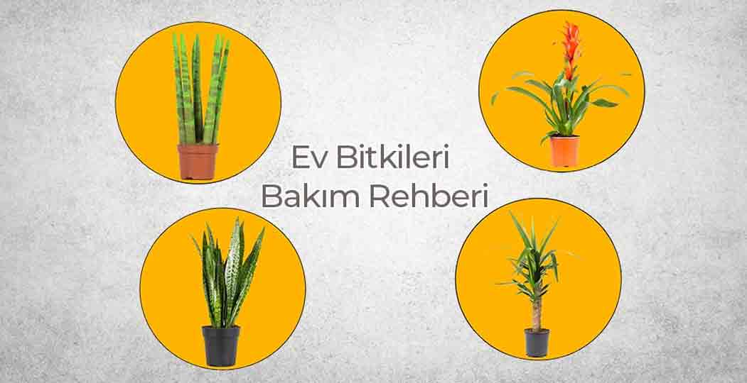 Ev Bitkileri Bakım Rehberi