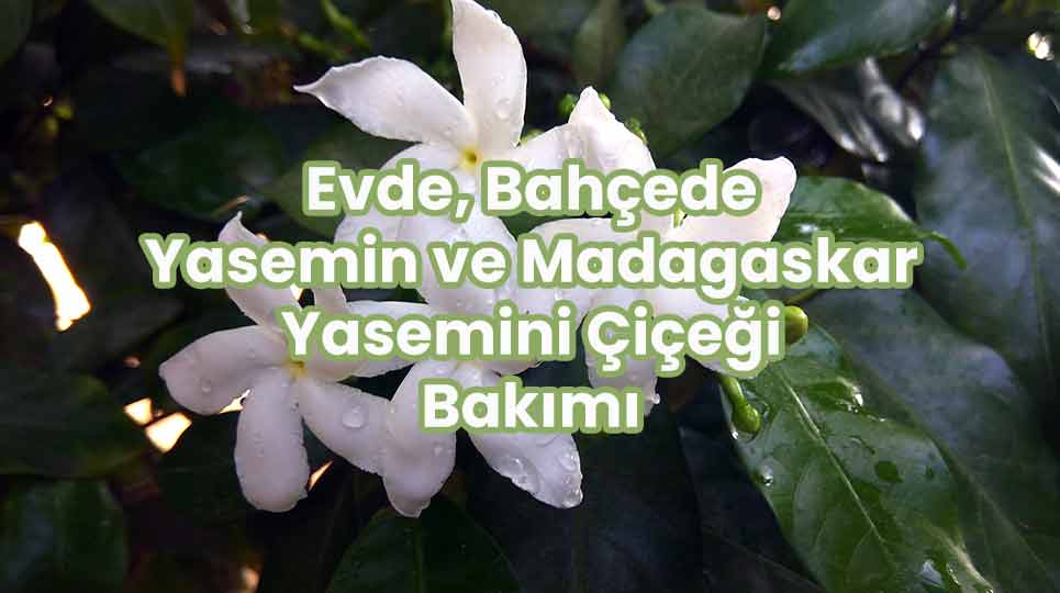 Evde, Bahçede Yasemin ve Madagaskar Yasemini Çiçeği Bakımı
