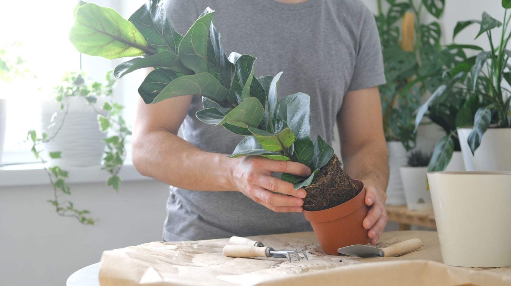 Evde Bitki Bakımı Nasıl Yapılır? Yeni Başlayanlar İçin Kapsamlı Rehber