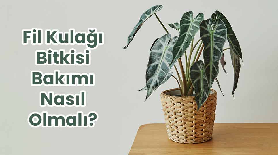 Fil Kulağı Bitkisi Bakımı Nasıl Olmalıdır?