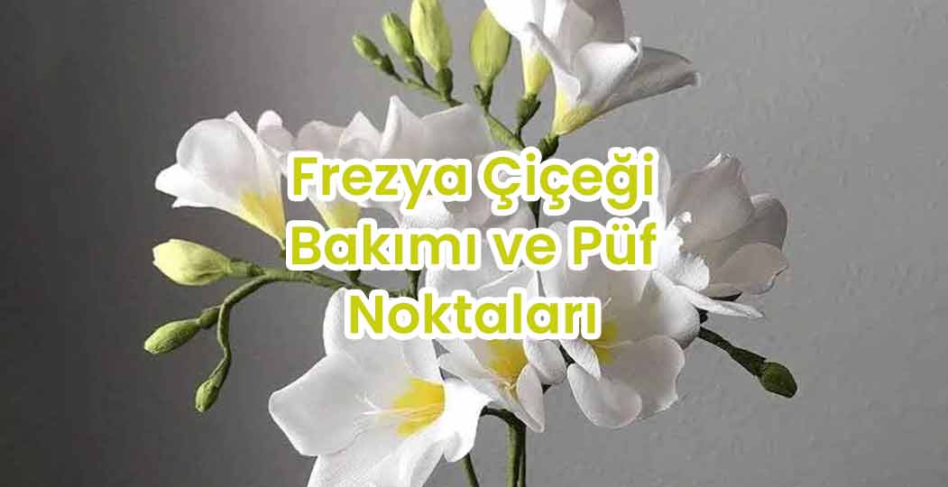 Frezya Çiçeği Bakımı ve Püf Noktaları