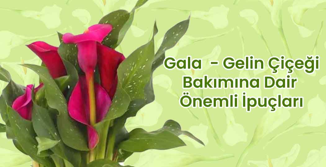 Gala - Gelin Çiçeği Bakımına Dair Önemli Bilgiler