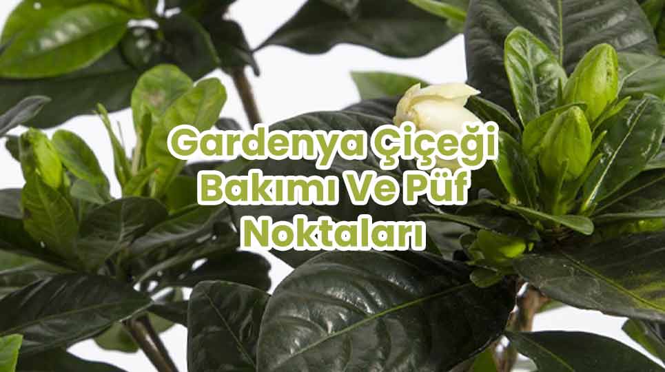 Gardenya Çiçeği Bakımı Ve Püf Noktaları