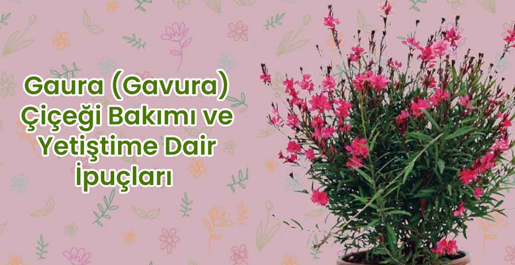 Gaura Çiçeği Bakımı ve Yetiştirmeye Dair İpuçları
