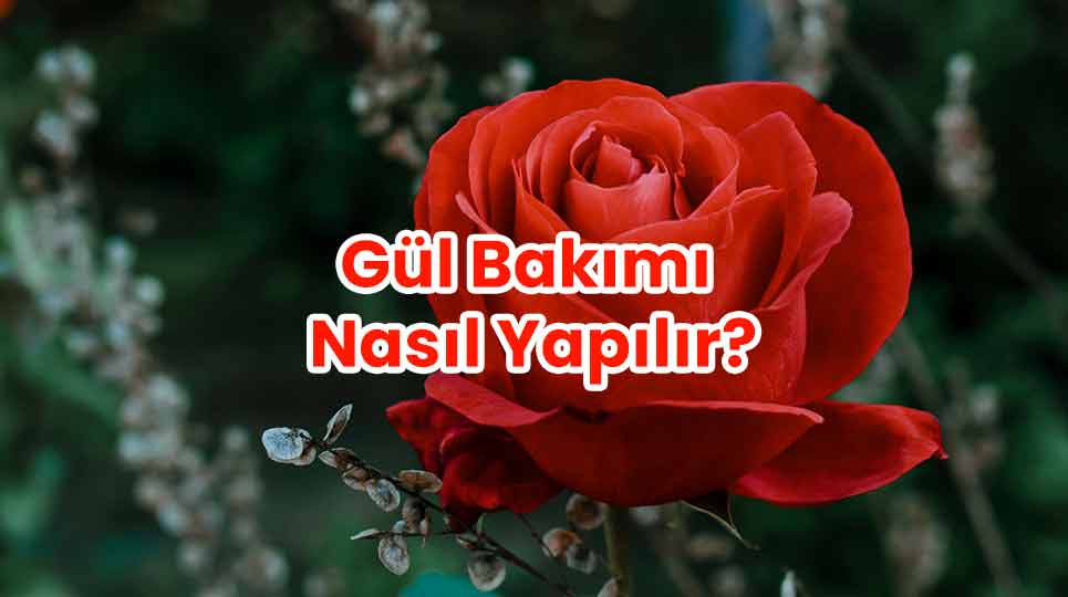 Gül Bakımı Nasıl Yapılır?