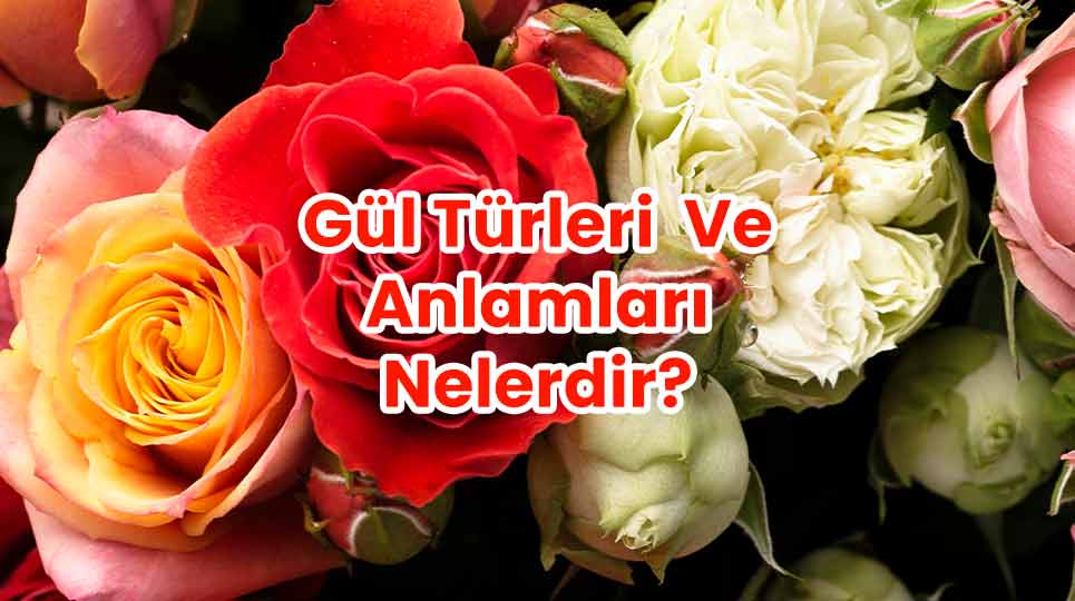 Gül Türleri Ve Anlamları Nedir?