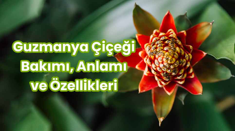 Guzmanya Çiçeği Bakımı, Anlamı ve Özellikleri Nelerdir