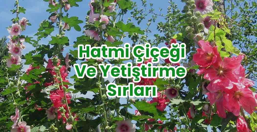 Hatmi Çiçeği Ve Yetiştirme Sırları
