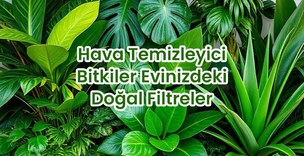 Hava Temizleyici Bitkiler Evinizdeki Doğal Filtreler