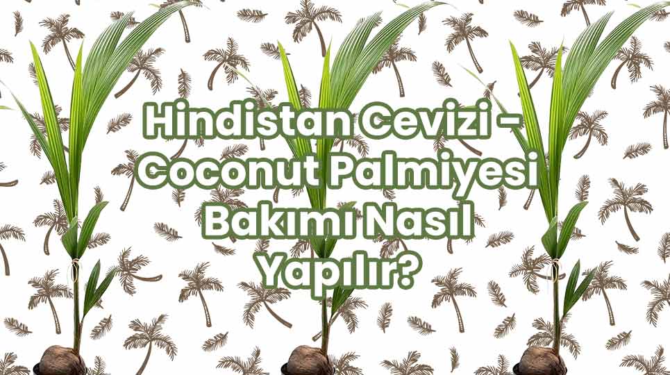 Hindistan Cevizi - Coconut Palmiyesi Bakımı Nasıl Yapılır?
