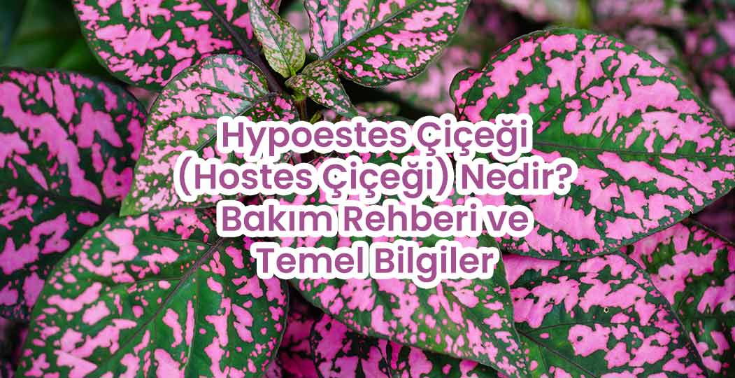 Hypoestes Çiçeği (Hostes Çiçeği) Nedir? Bakım Rehberi ve Temel Bilgiler
