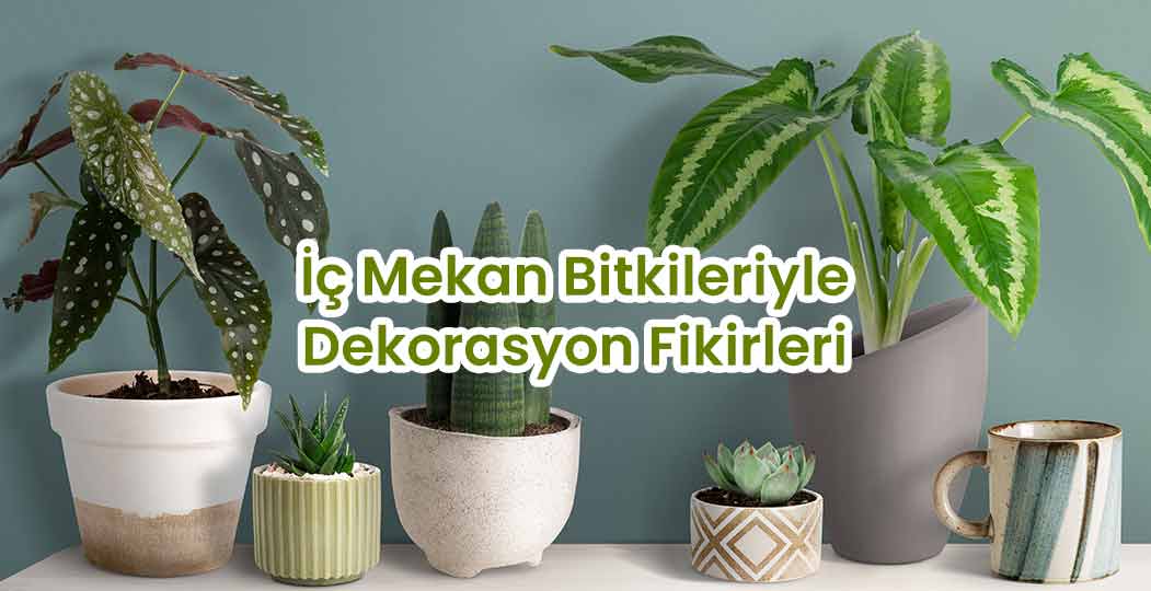 İç Mekan Bitkileriyle Dekorasyon Fikirleri - Doğanın Estetiğini Evinizde