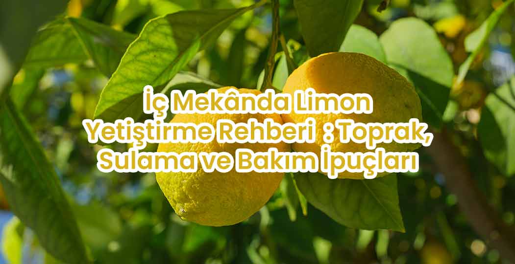 İç Mekânda Limon Yetiştirme Rehberi : Toprak, Sulama ve Bakım İpuçları