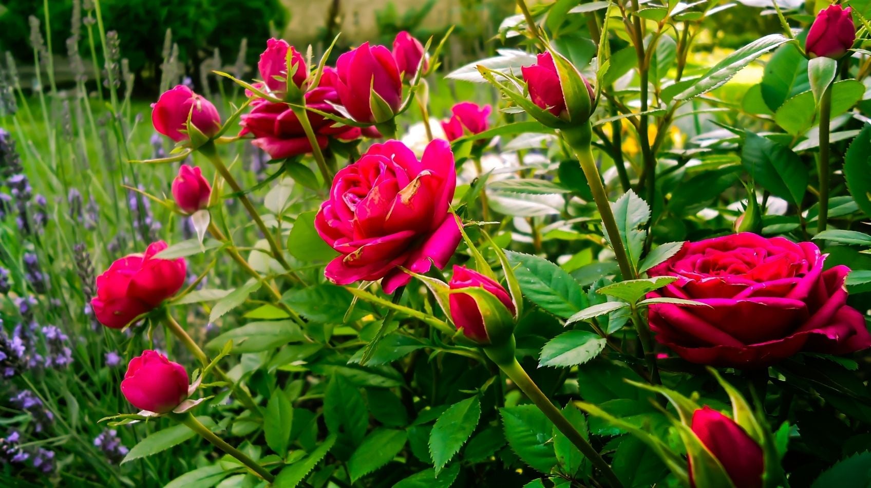 İlkbaharda Yetişen Çiçekler Nelerdir? Bahçenizi Renklendiren Muhteşem Türler
